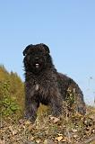 BOUVIER DES FLANDRES 269
